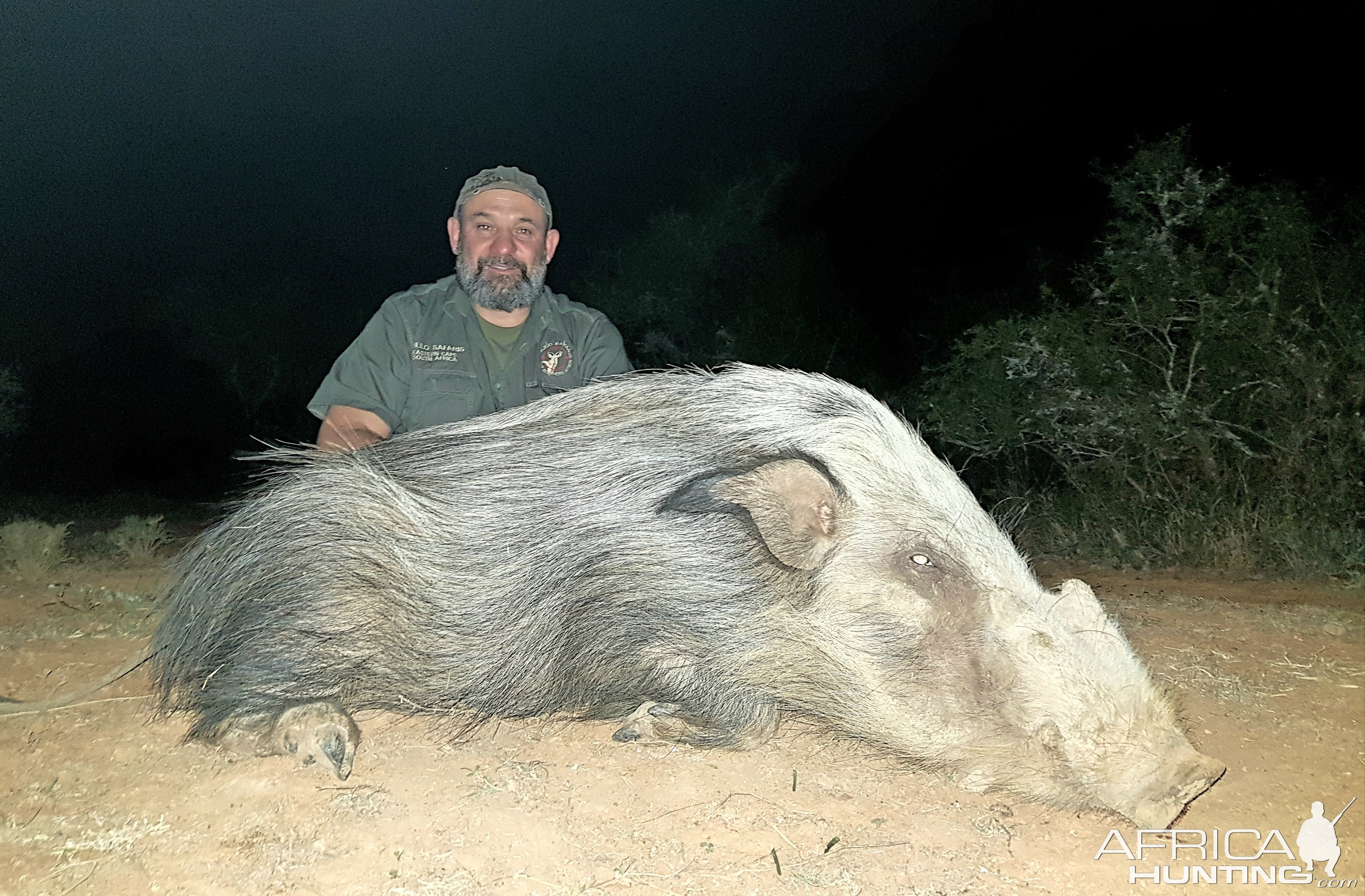 Hunting Bushpig in South Africa