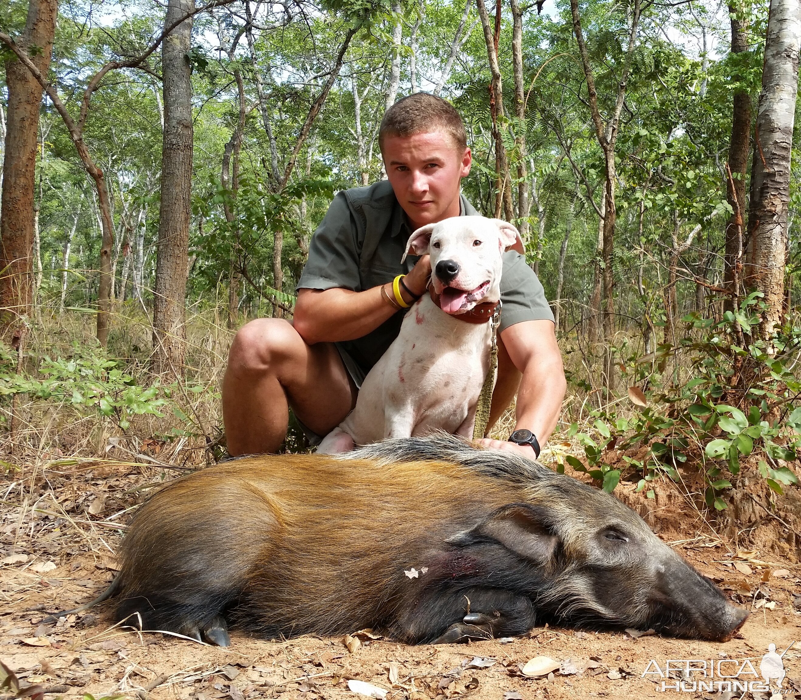 Hunting Bushpig Mozambique