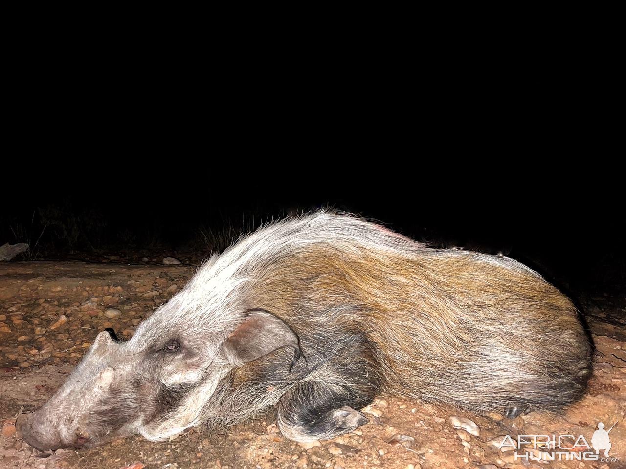 Hunting Bushpig South Africa