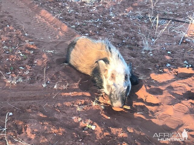 Hunting Bushpig South Africa