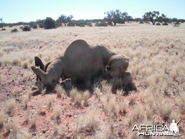 Hunting Camel in Australia