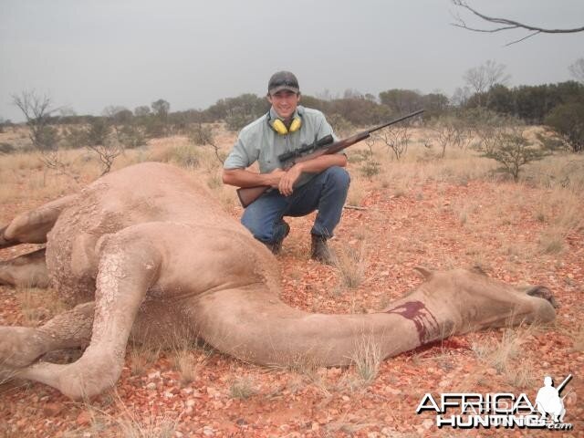 Hunting Camel in Australia