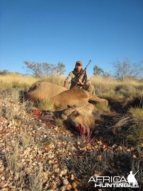 Hunting Camel in the Australian Outback