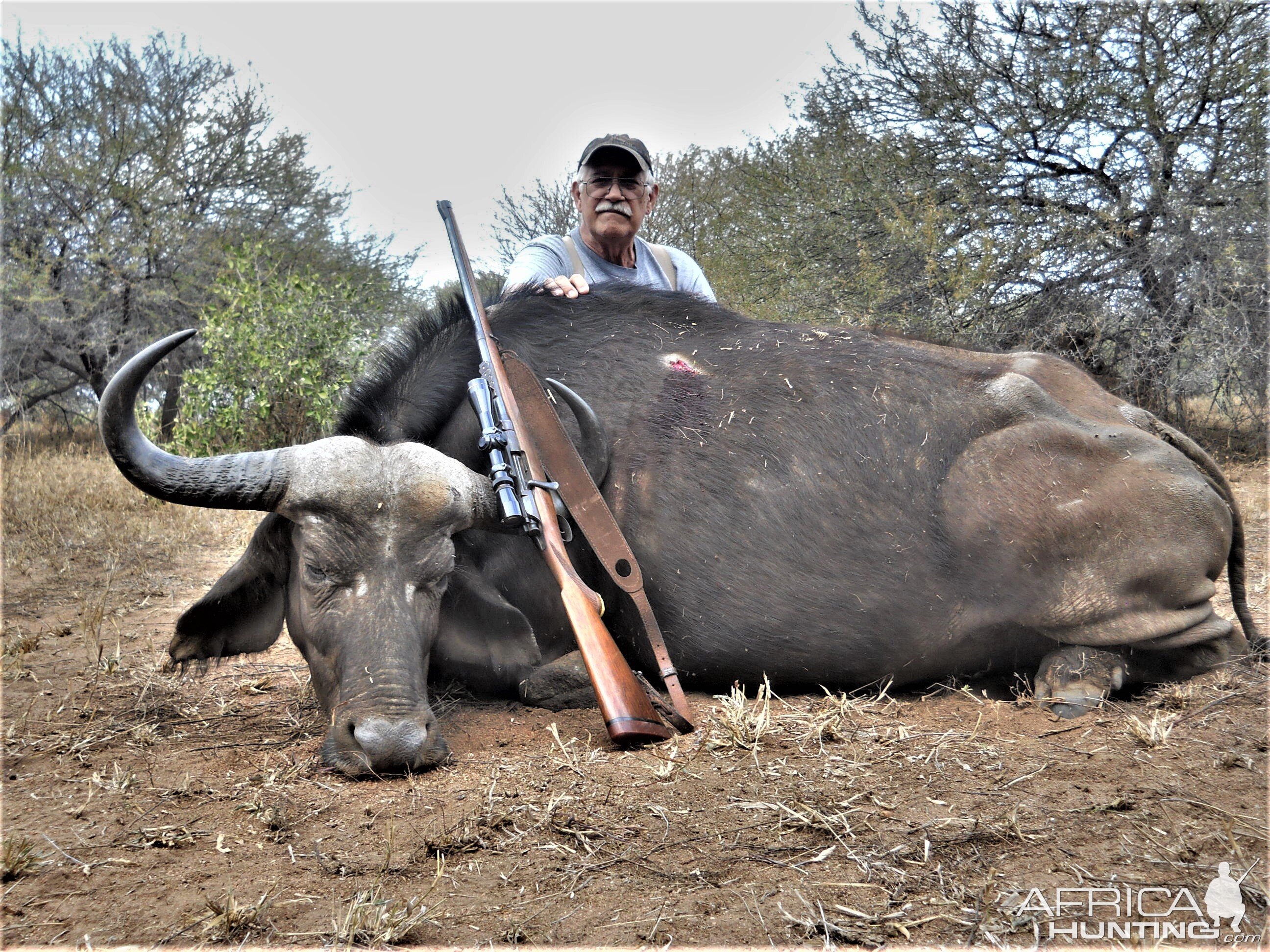 Hunting Cape Buffalo Cow