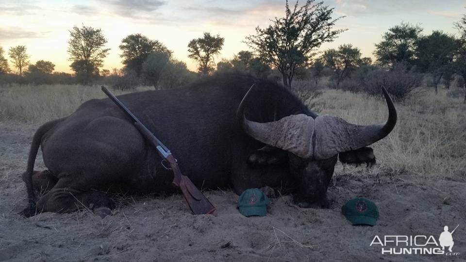 Hunting Cape Buffalo in South Africa