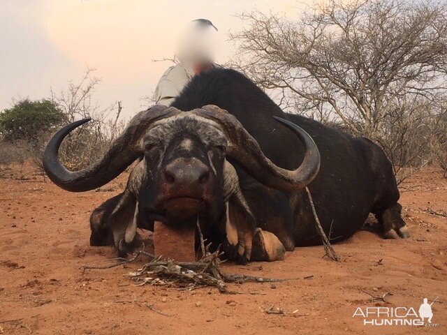 Hunting Cape Buffalo in South Africa