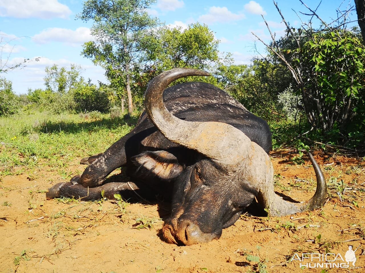 Hunting Cape Buffalo in South Africa