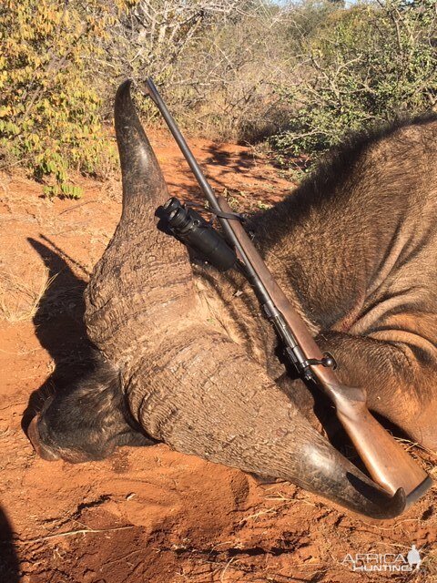 Hunting Cape Buffalo in South Africa