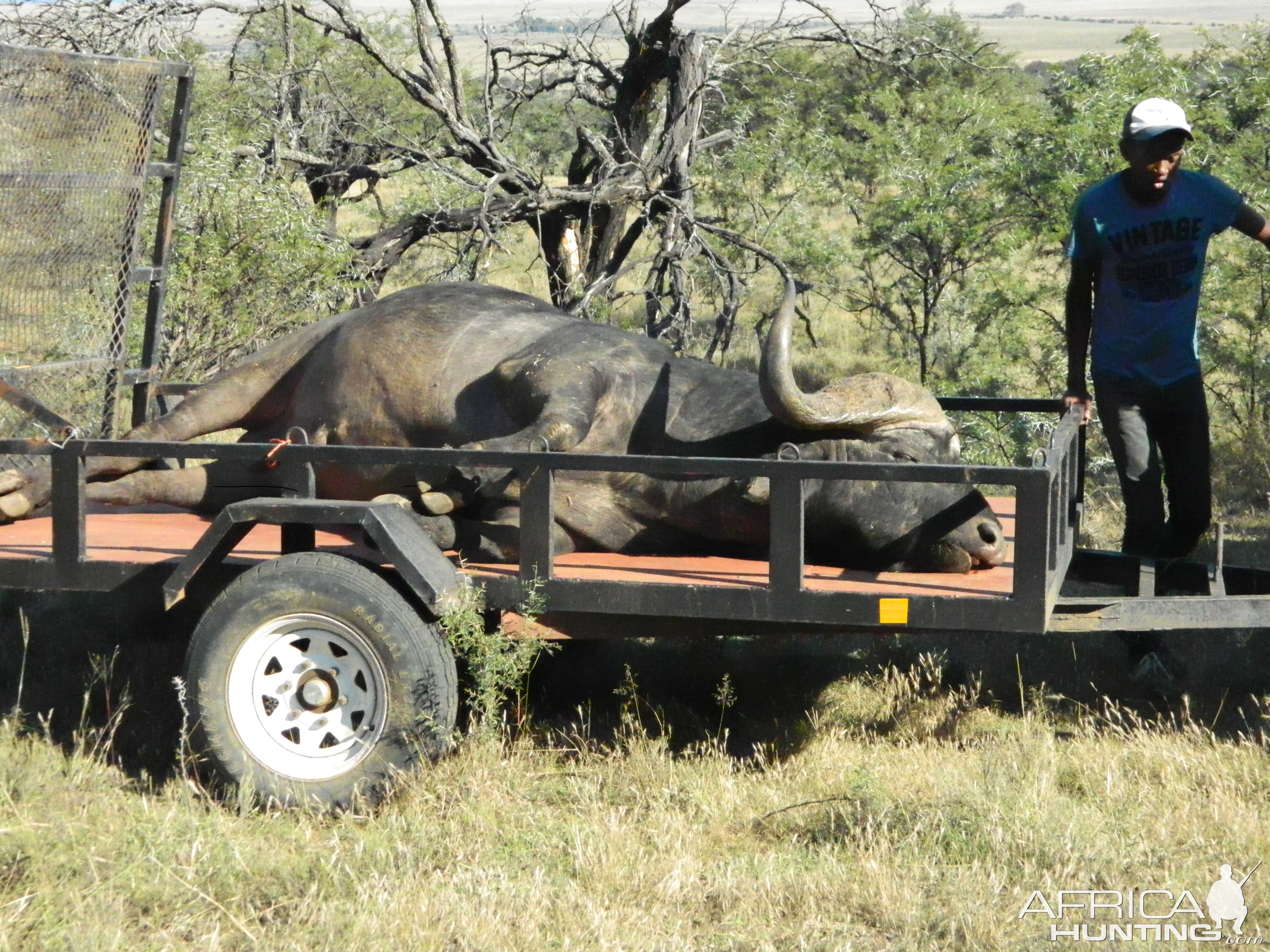 Hunting Cape Buffalo in South Africa