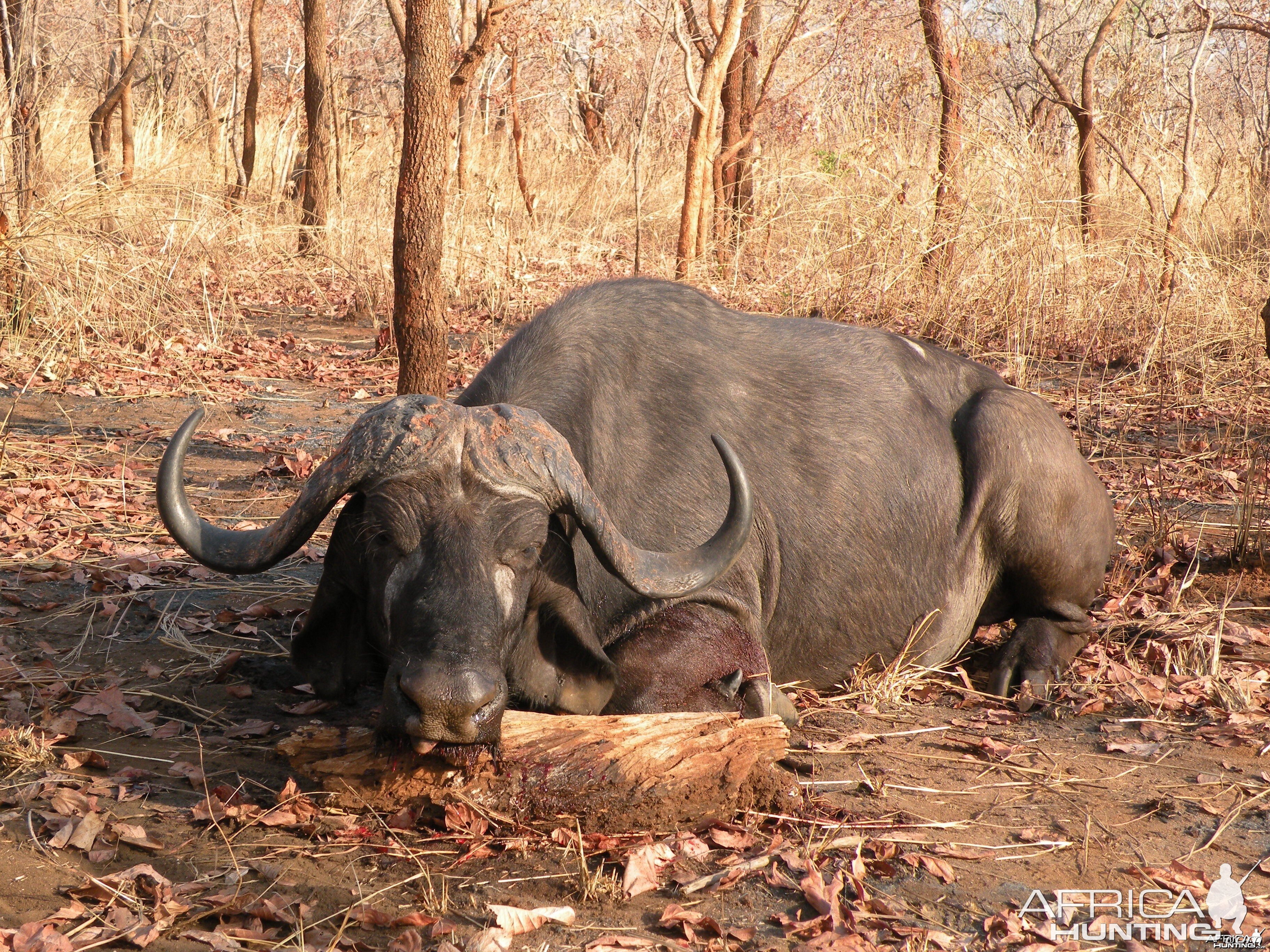 Hunting Cape buffalo in Tanzania