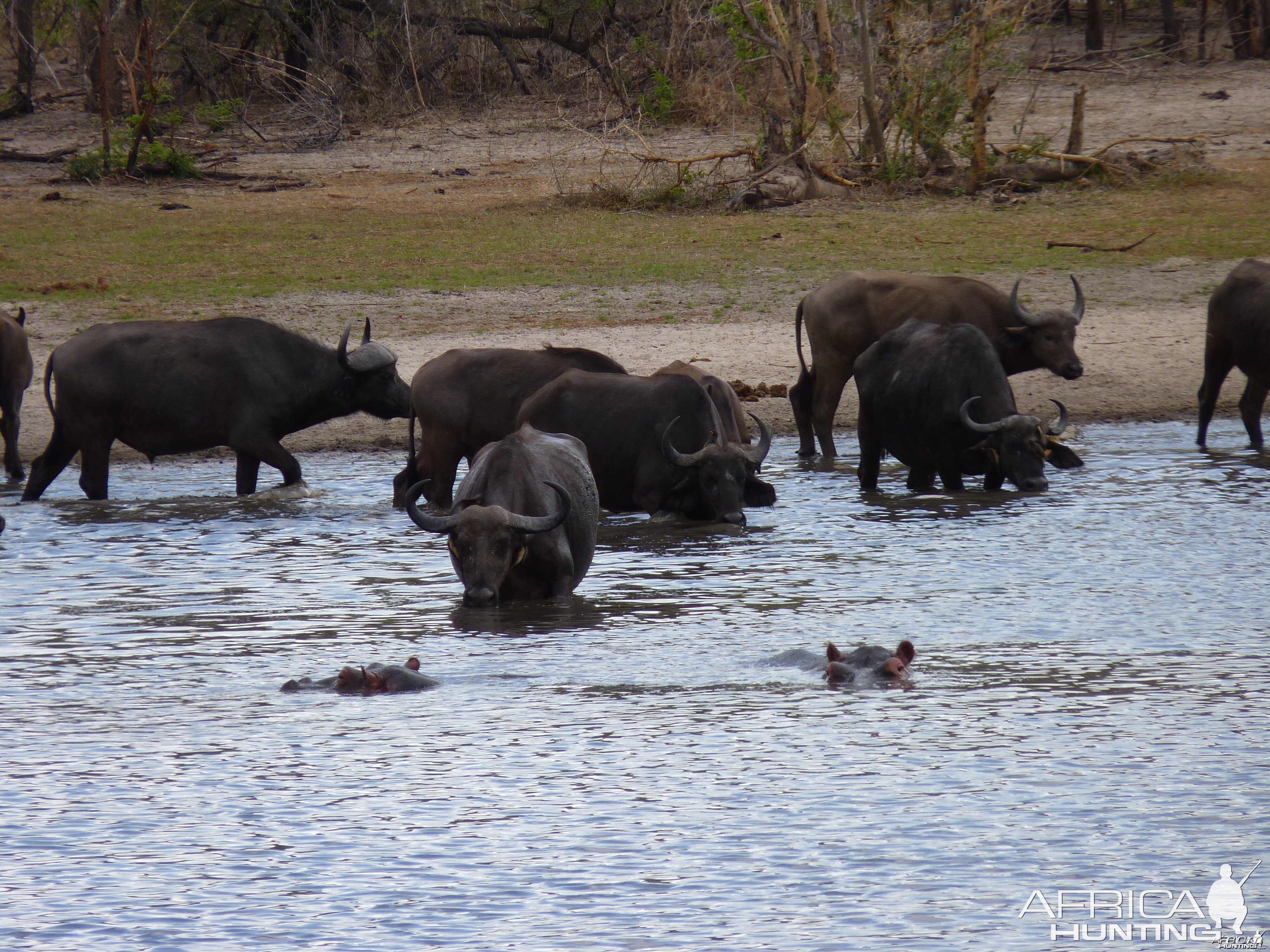 Hunting Cape Buffalo in Tanzania