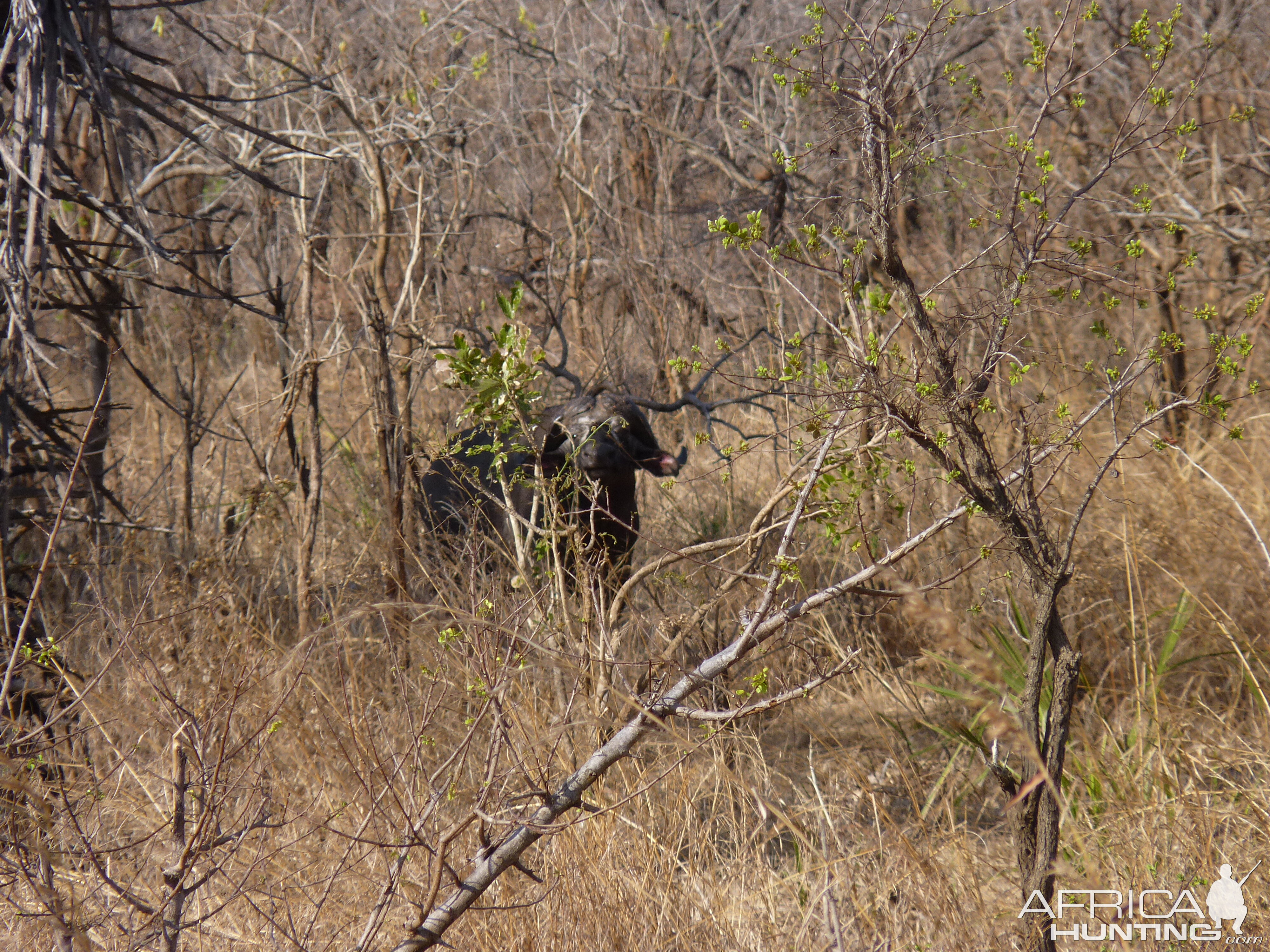 Hunting Cape Buffalo in Tanzania