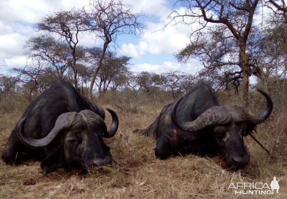 Hunting Cape Buffalo in Tanzania