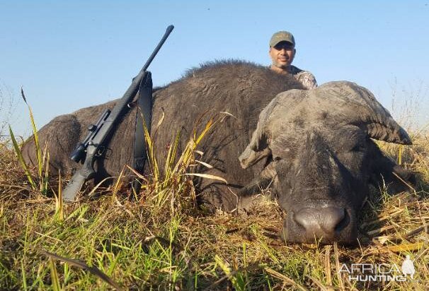 Hunting Cape Buffalo in Zambia