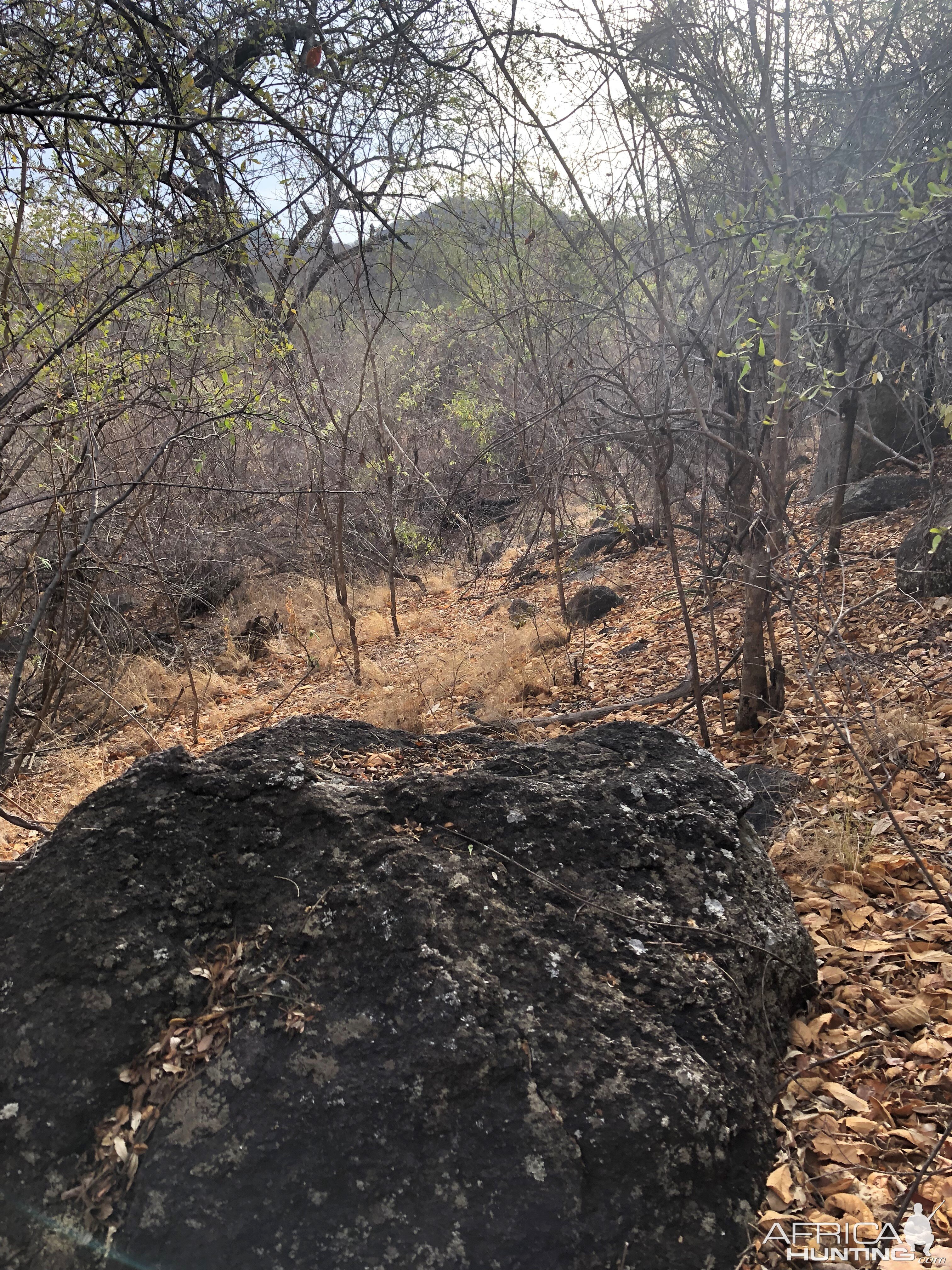 Hunting Cape Buffalo in Zimbabwe