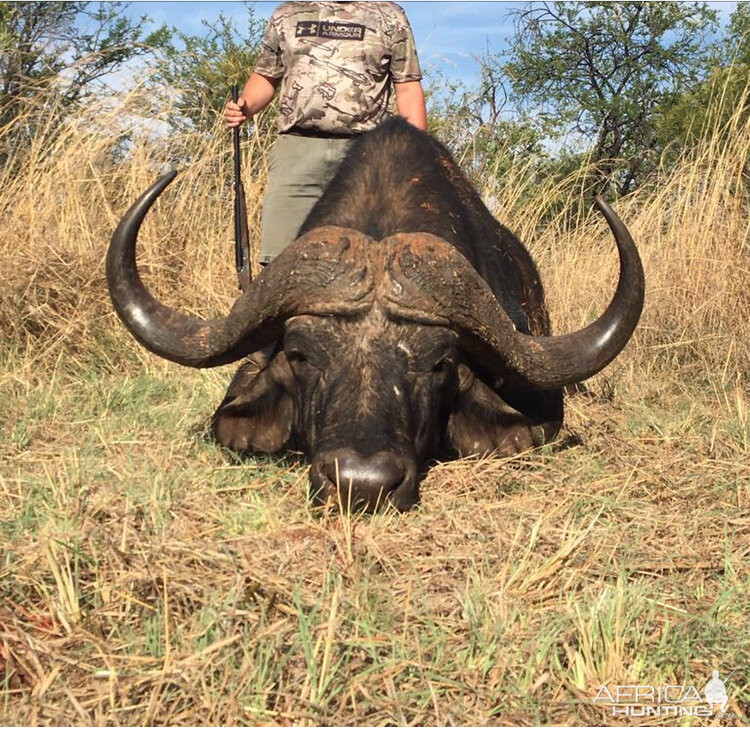 Hunting Cape Buffalo South Africa