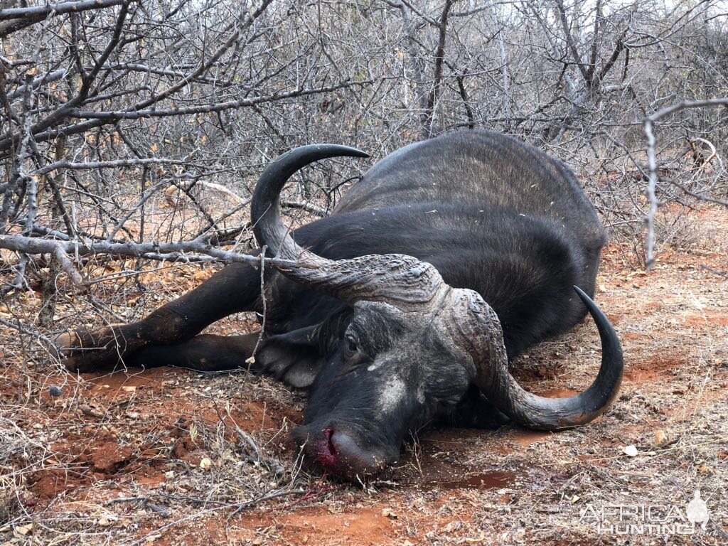 Hunting Cape Buffalo South Africa