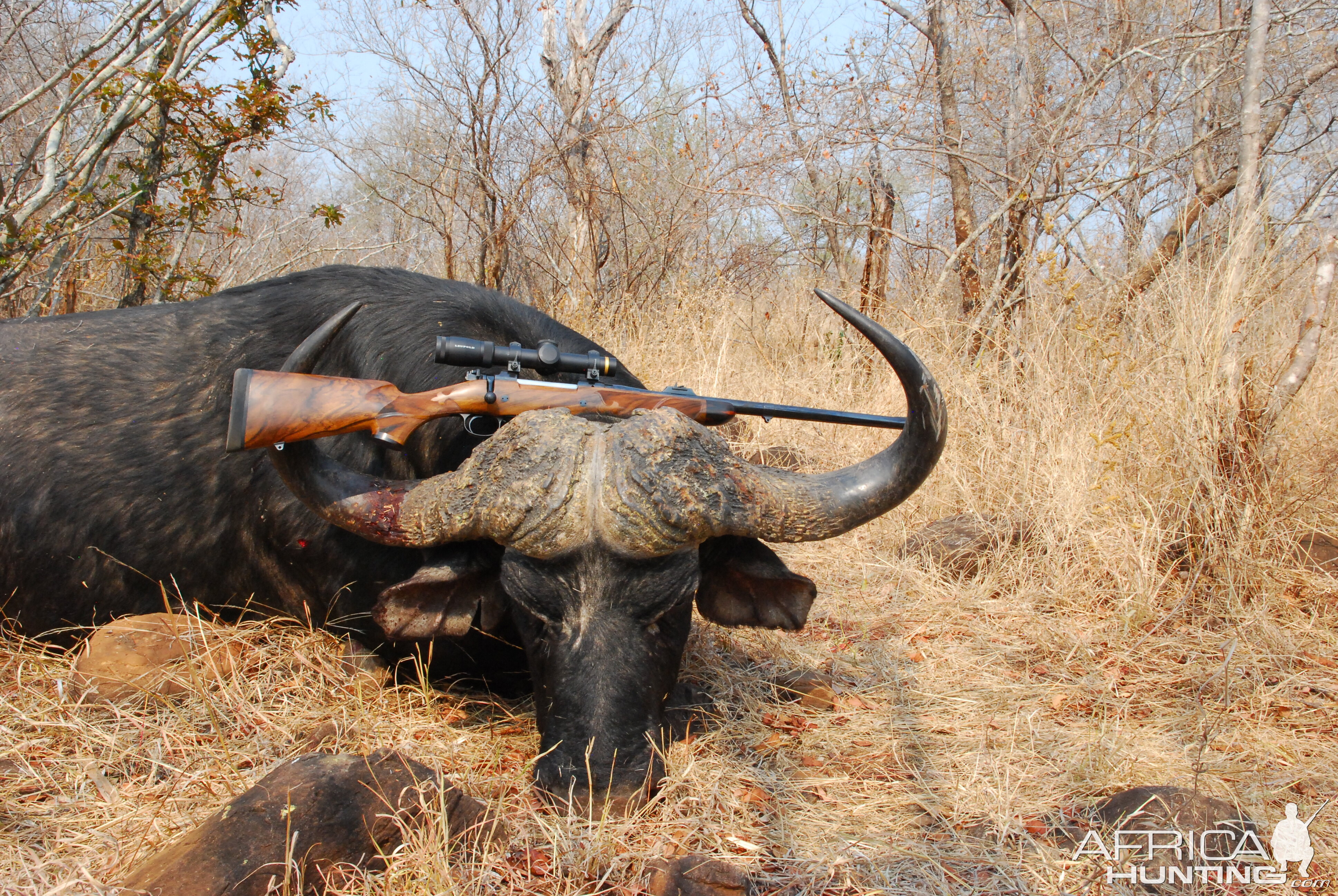 Hunting Cape Buffalo with CZ in .458 Lott Rifle