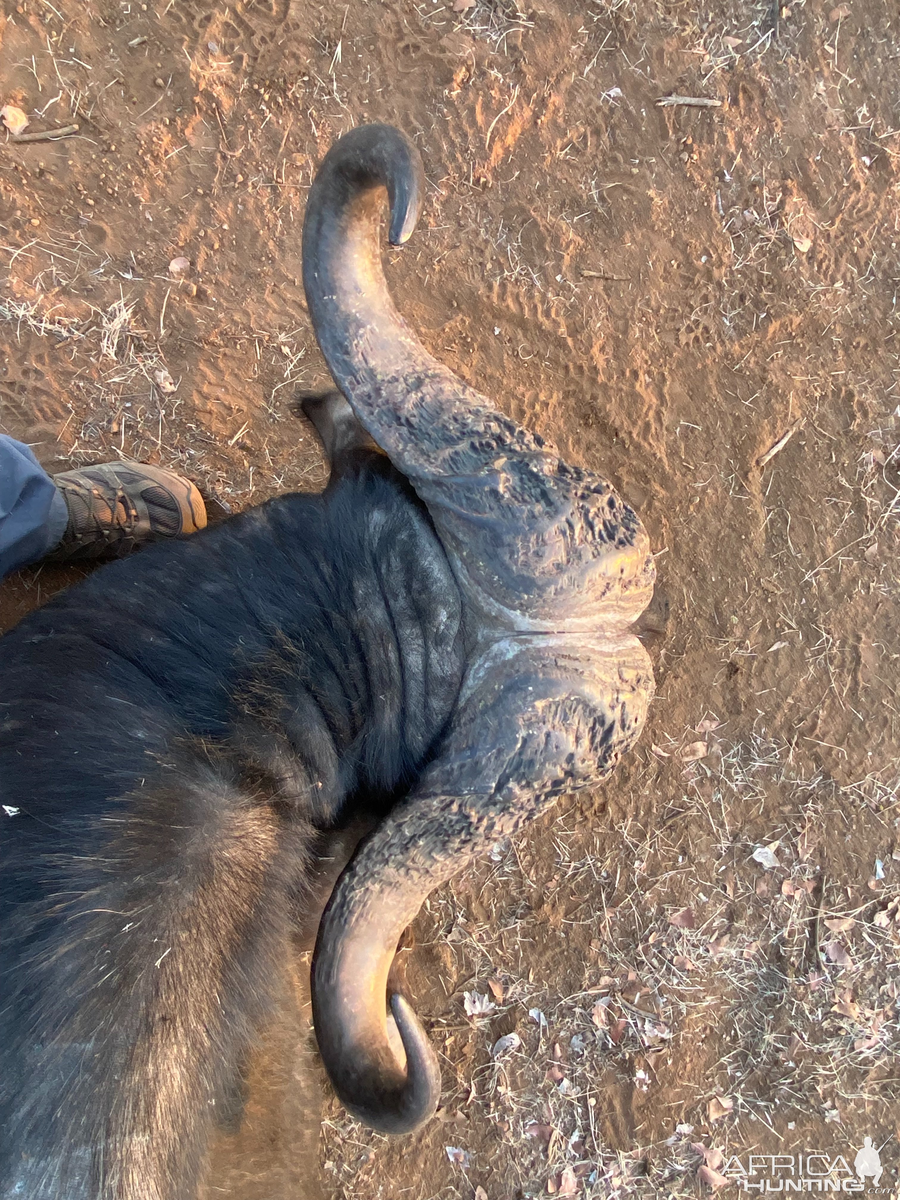 Hunting Cape Buffalo Zimbabwe