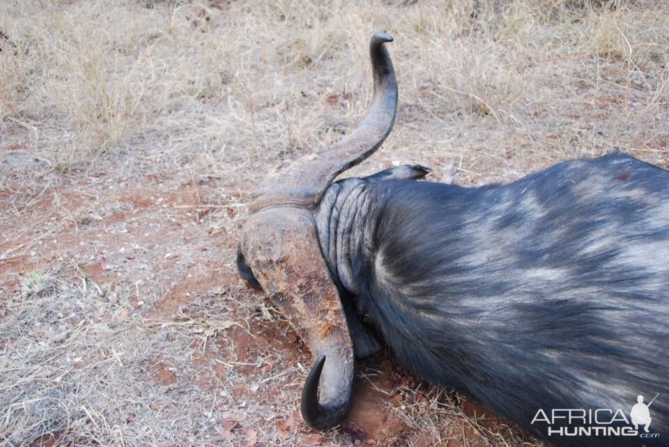 Hunting Cape Buffalo Zimbabwe