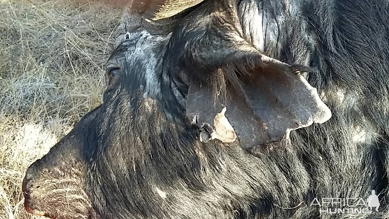 Hunting Cape Buffalo