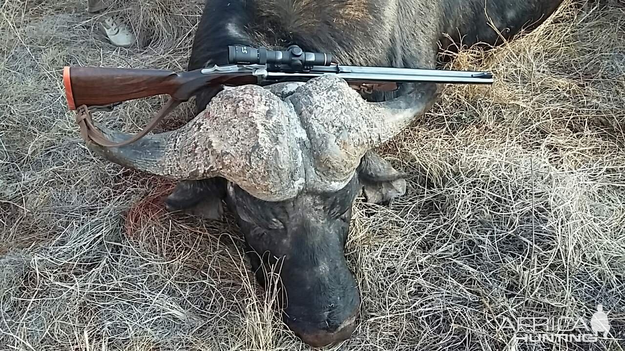 Hunting Cape Buffalo