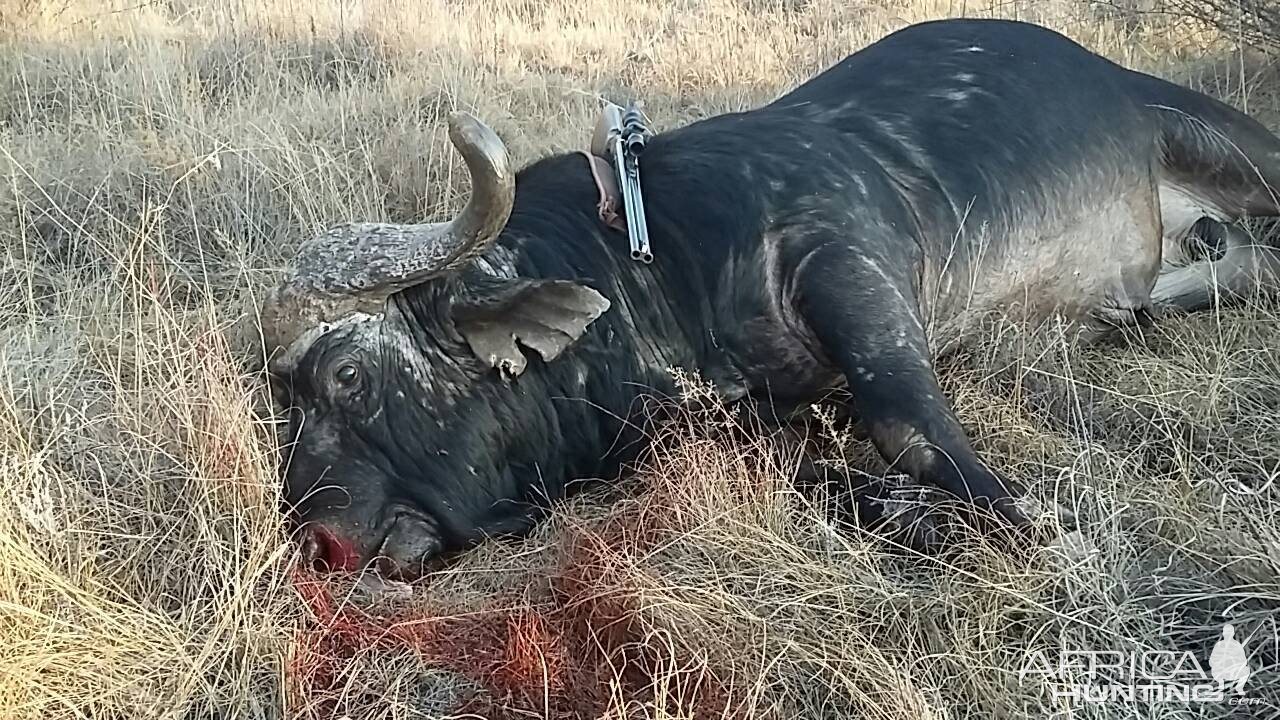 Hunting Cape Buffalo