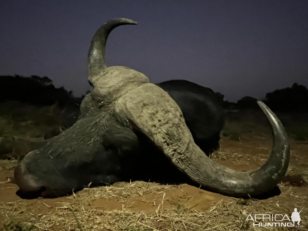 Hunting Cape Buffalo