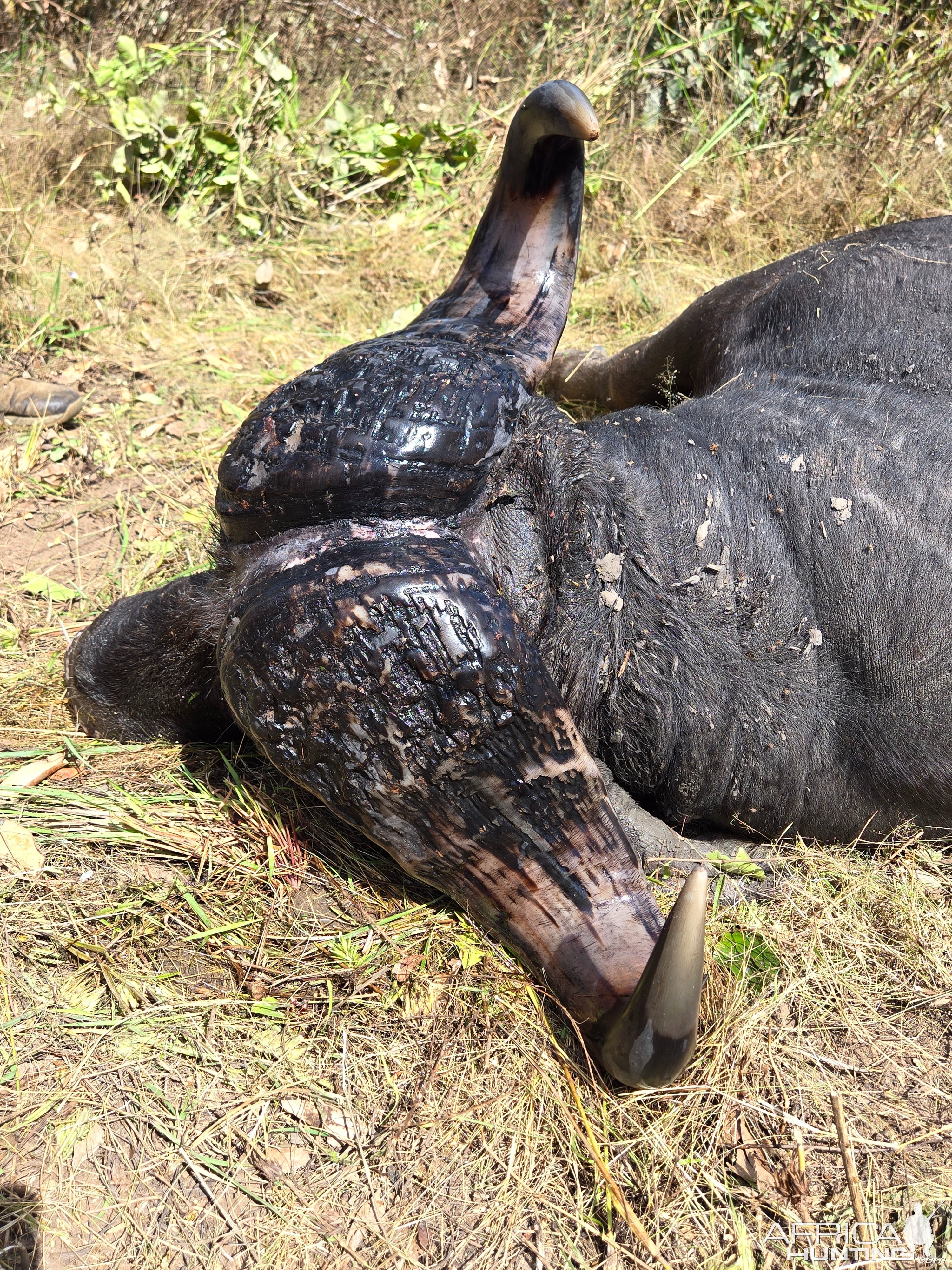 Hunting Cape Buffalo