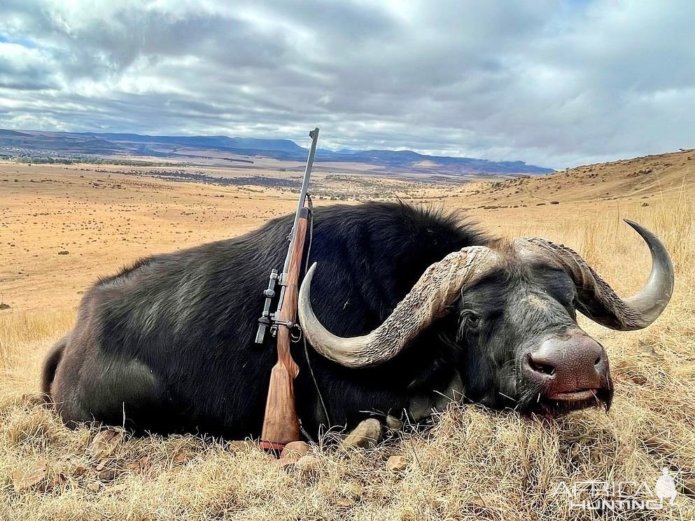 Hunting Cape Buffalo