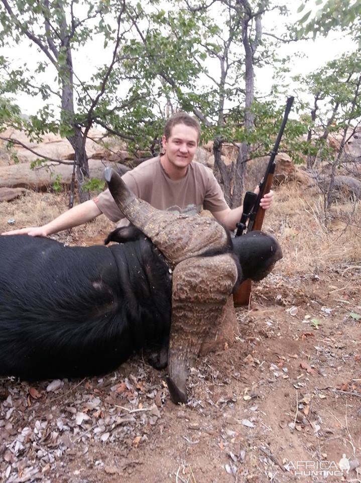 Hunting Cape Buffalo