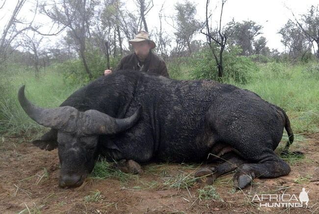 Hunting Cape Buffalo