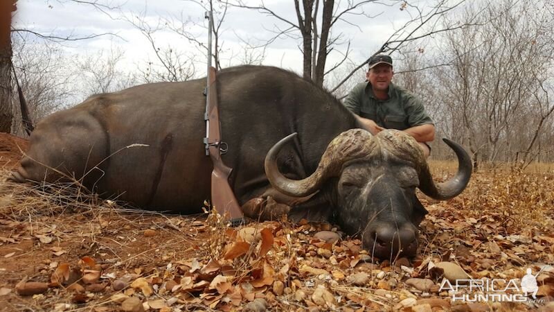 Hunting Cape Buffalo