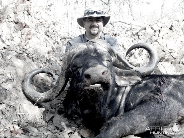 Hunting Cape Buffalo