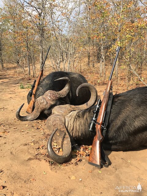 Hunting Cape Buffalo