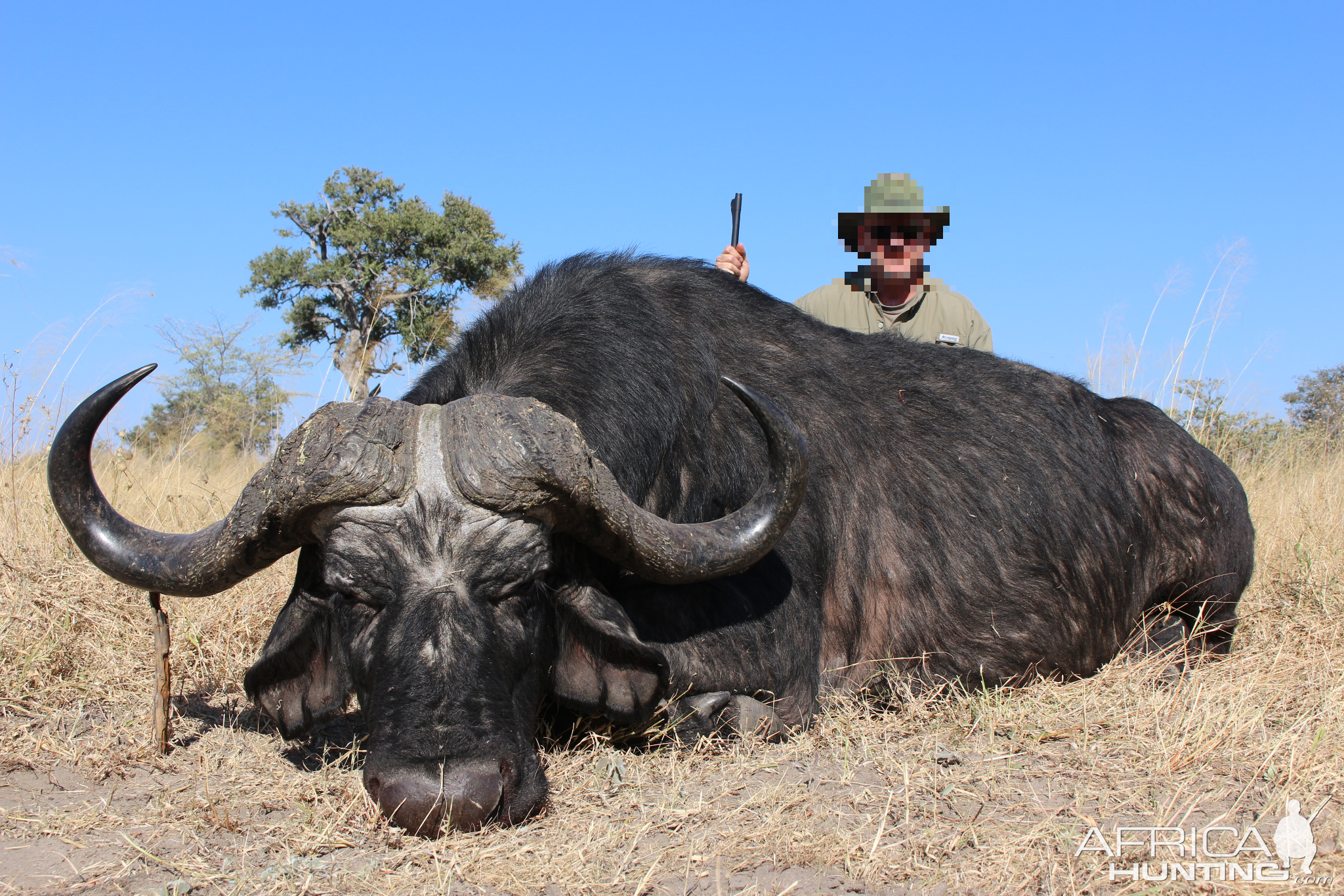 Hunting Cape Buffalo