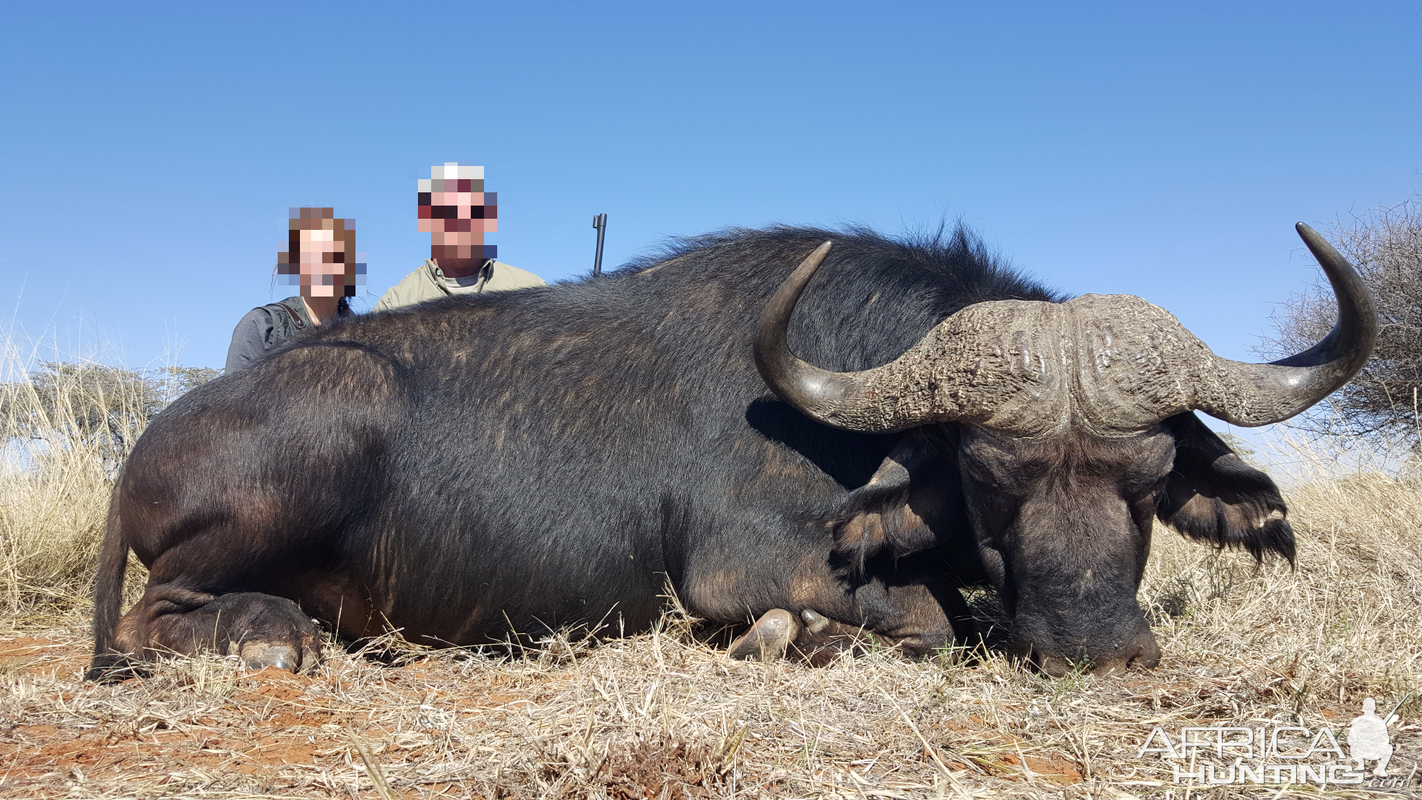 Hunting Cape Buffalo