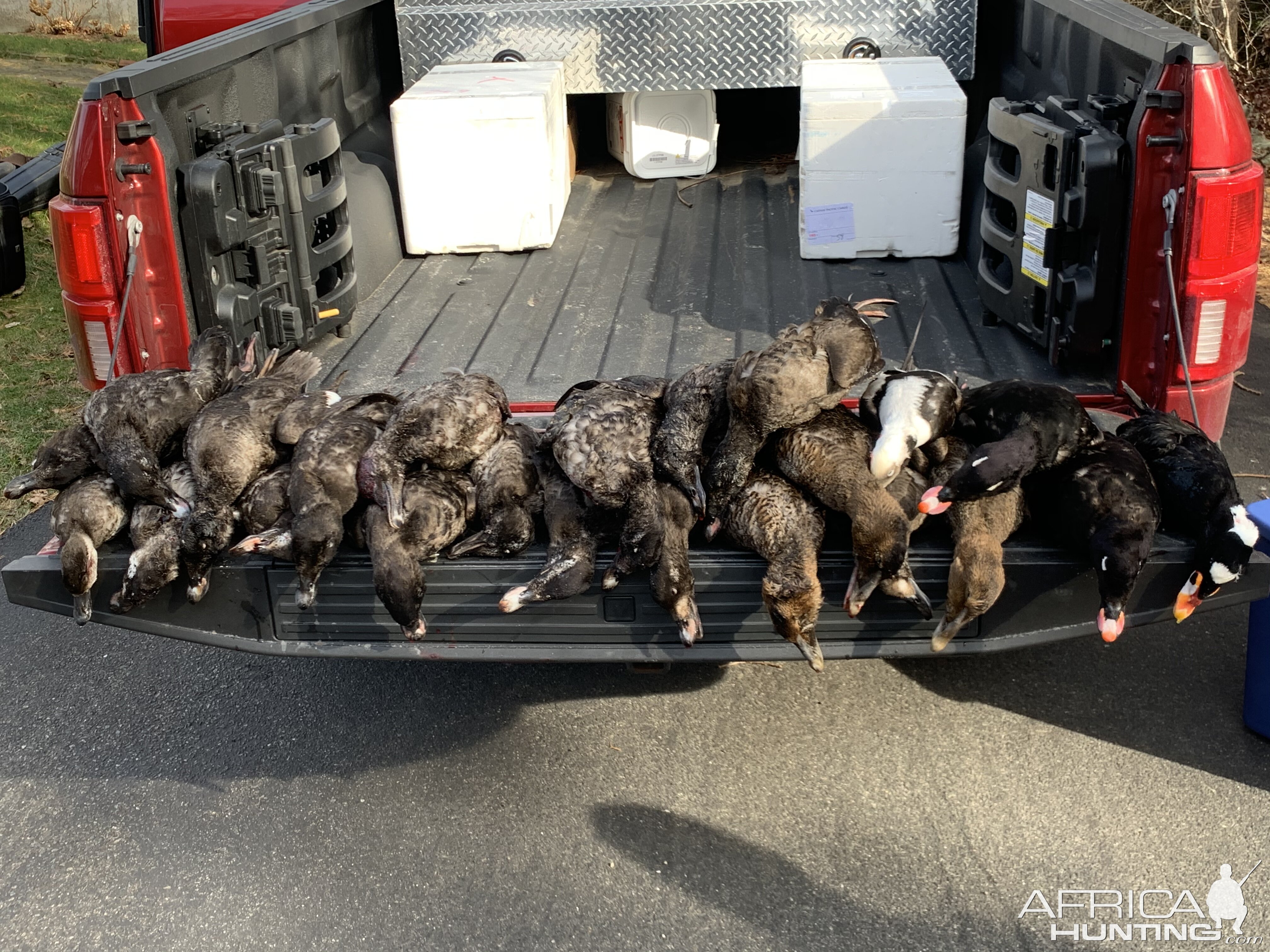 Hunting Cape Cod Sea Duck & Duck in New England USA