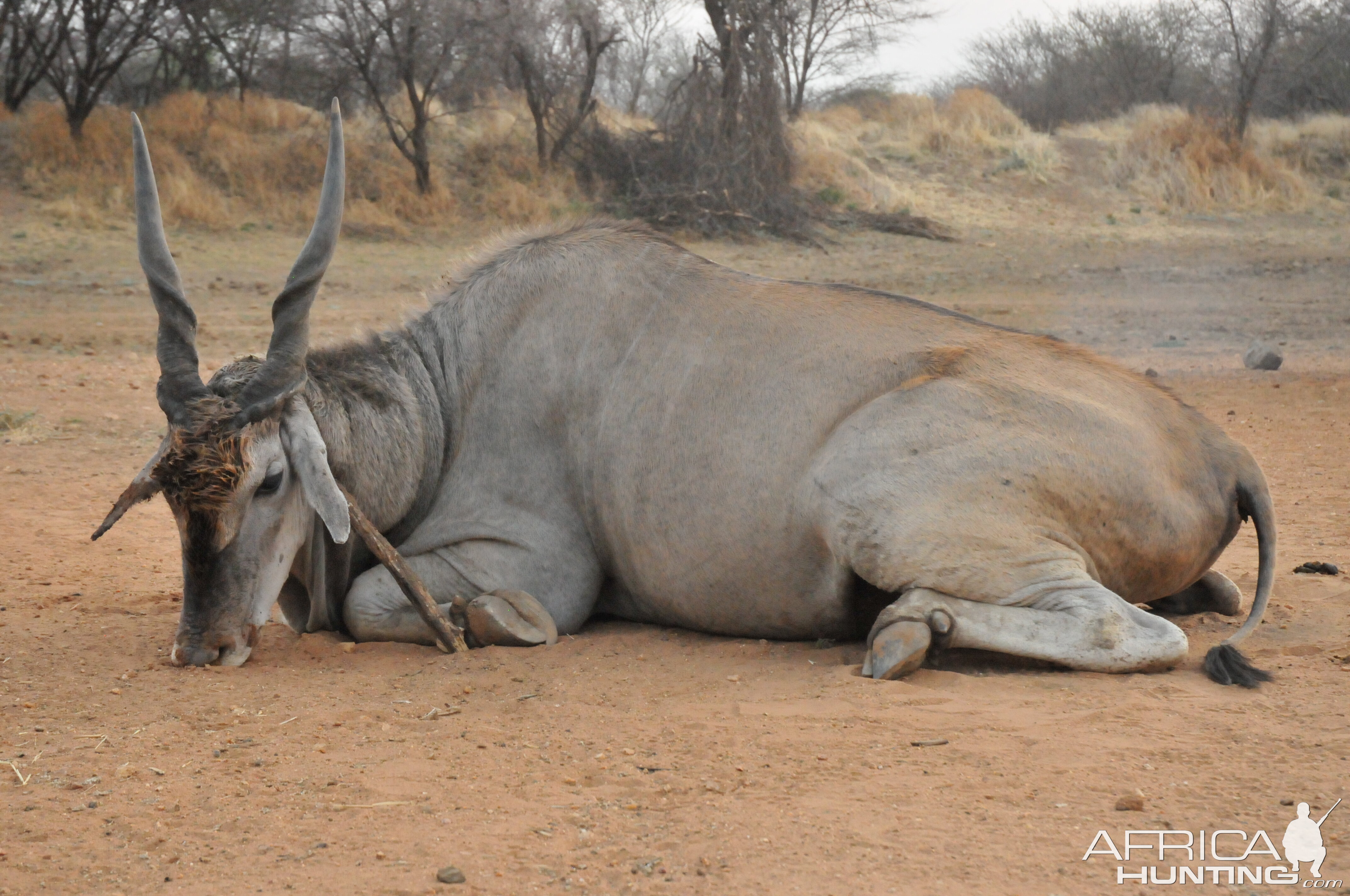 Hunting Cape Eland in Namibia