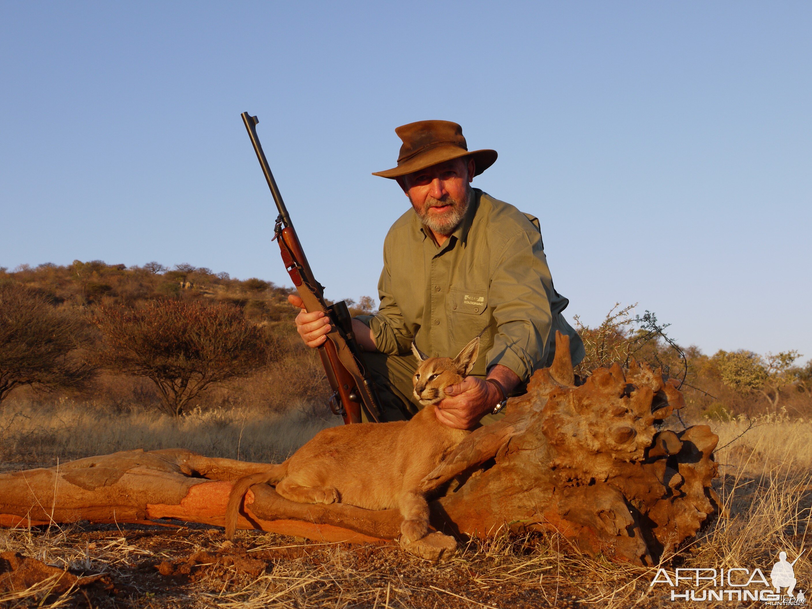 Hunting Caracal in Namibia