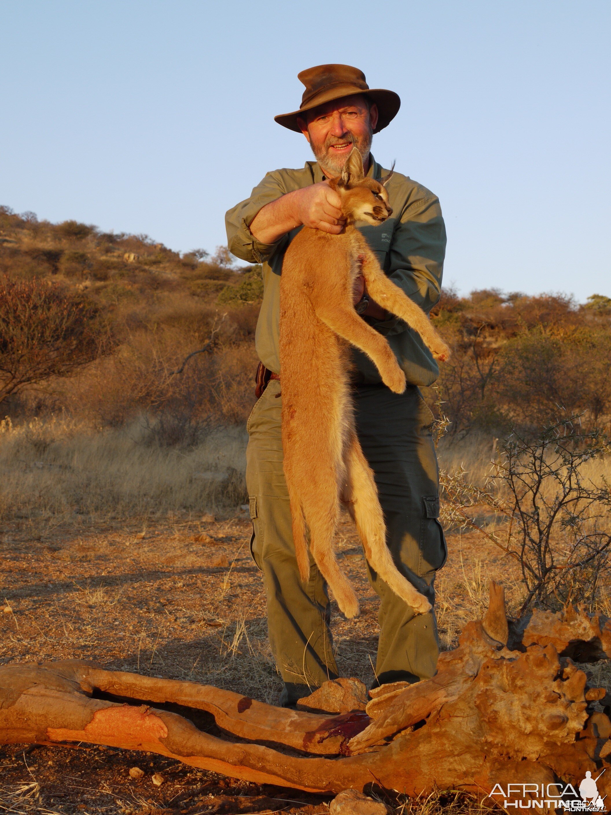 Hunting Caracal in Namibia