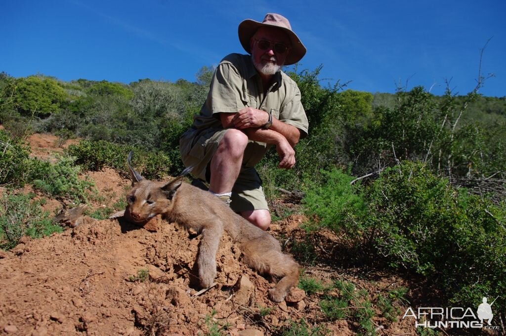 Hunting Caracal in South Africa