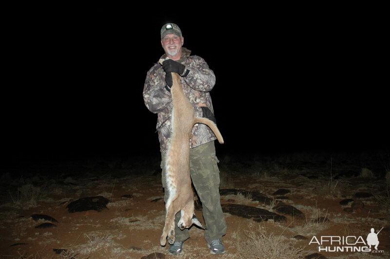 Hunting Caracal in South Africa