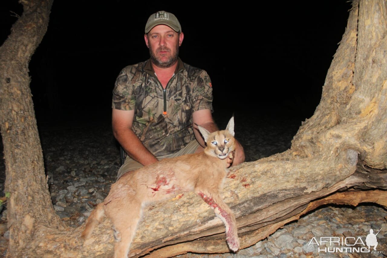 Hunting Caracal in South Africa