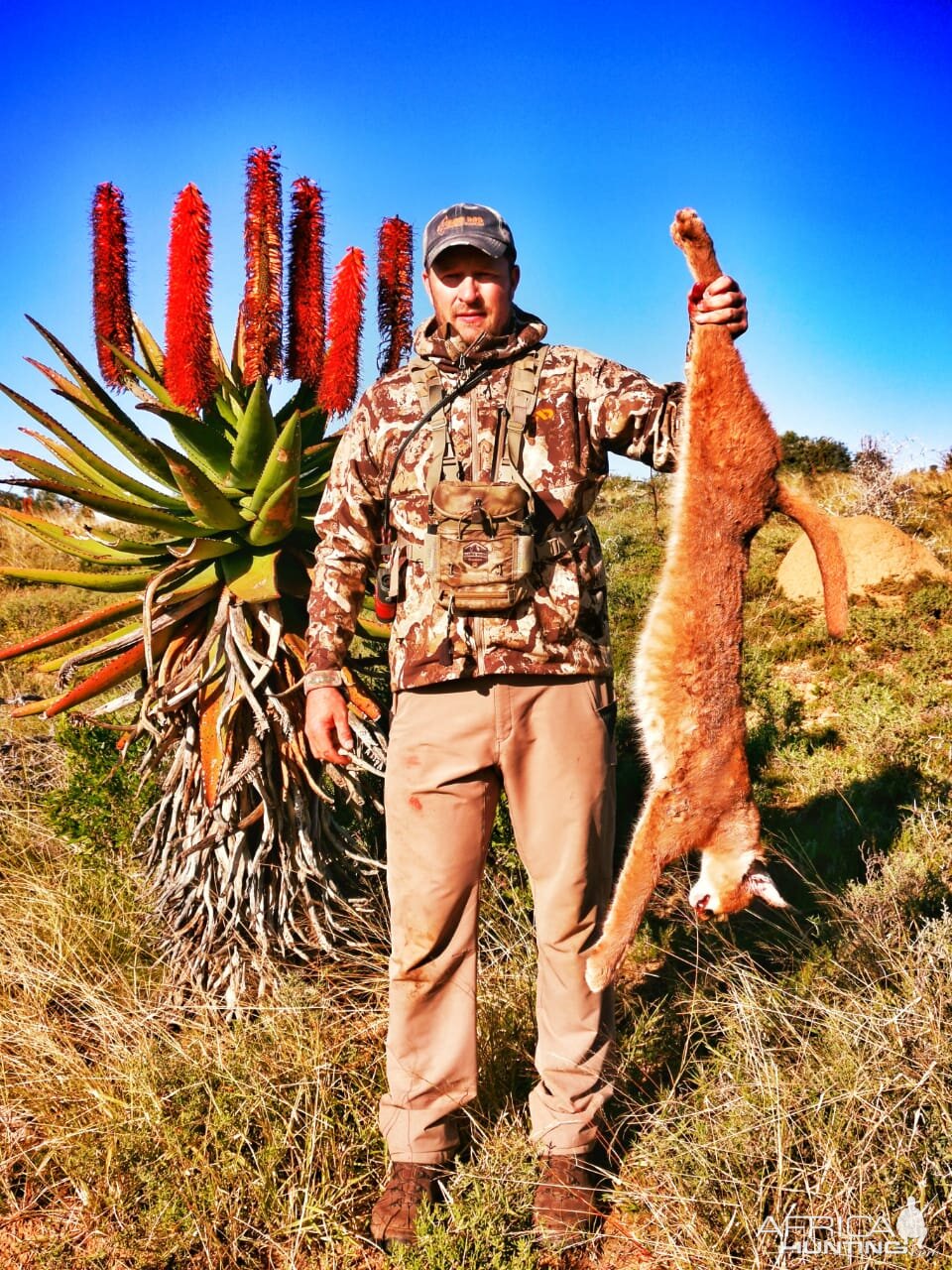 Hunting Caracal in South Africa