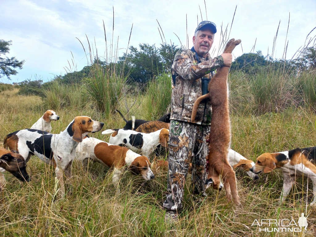 Hunting Caracal Over Hounds Eastern Cape South Africa