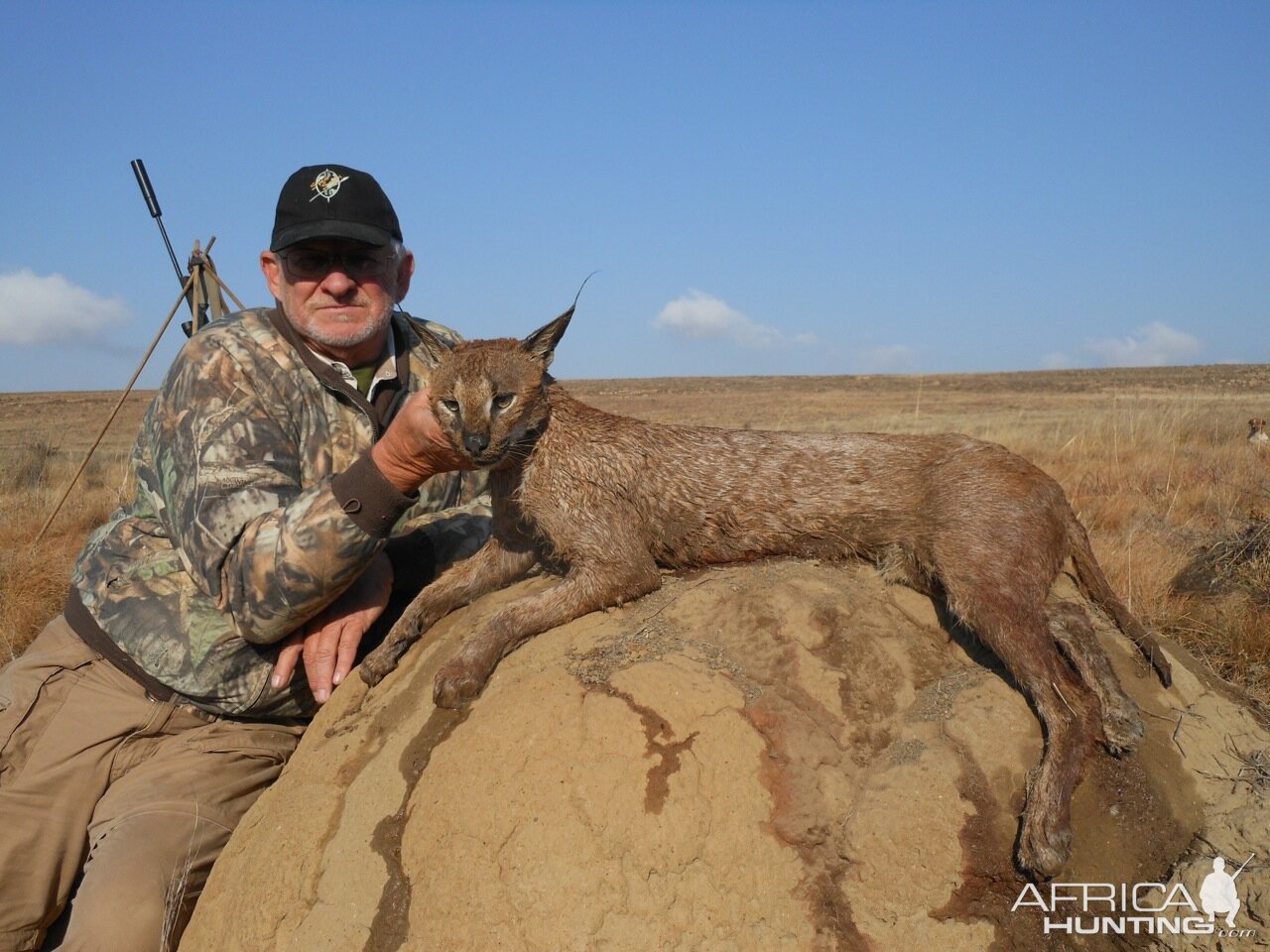 Hunting Caracal