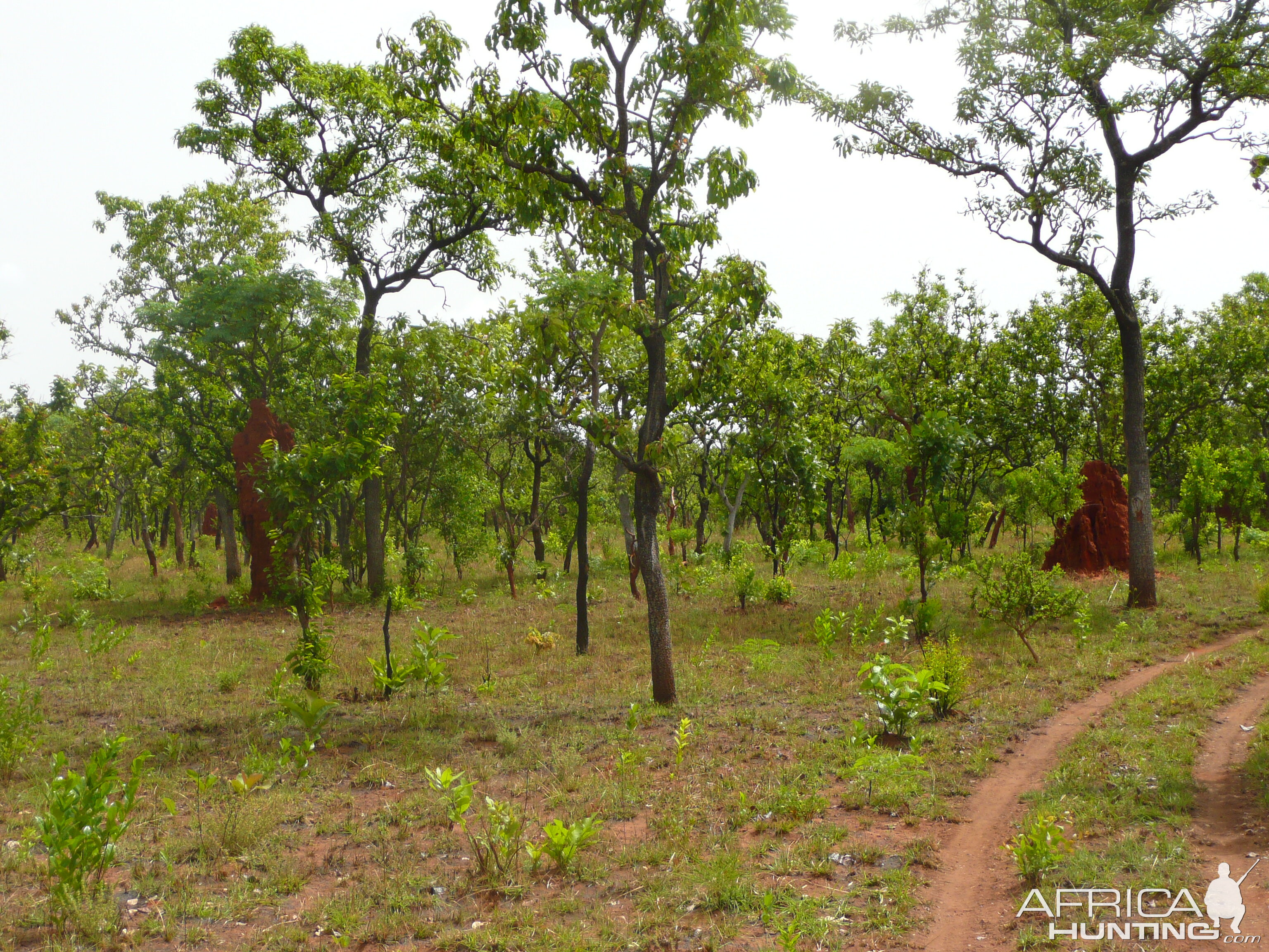 Hunting Central African Republic CAR