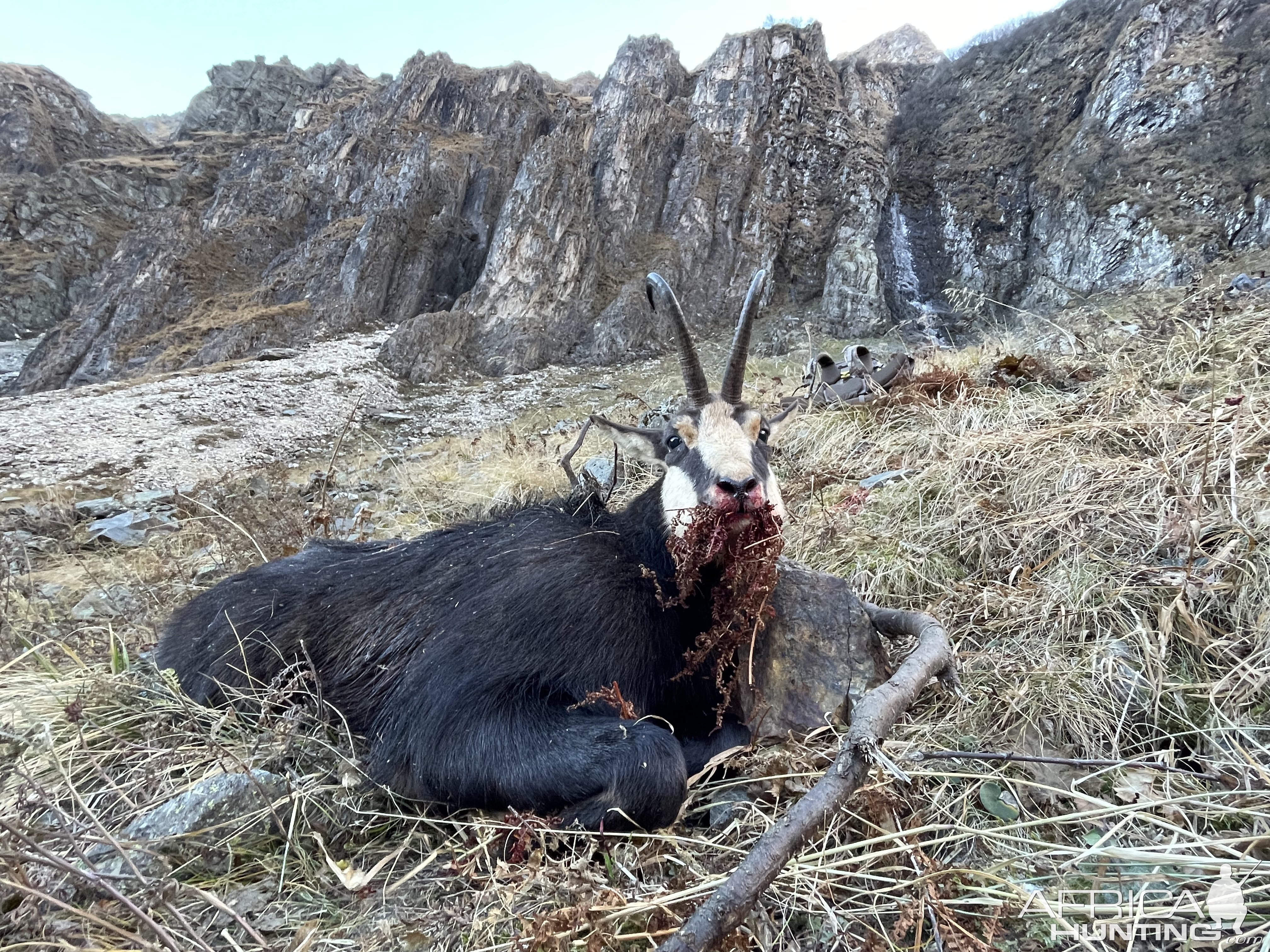 Hunting Chamois Fagaras Mountains Romania