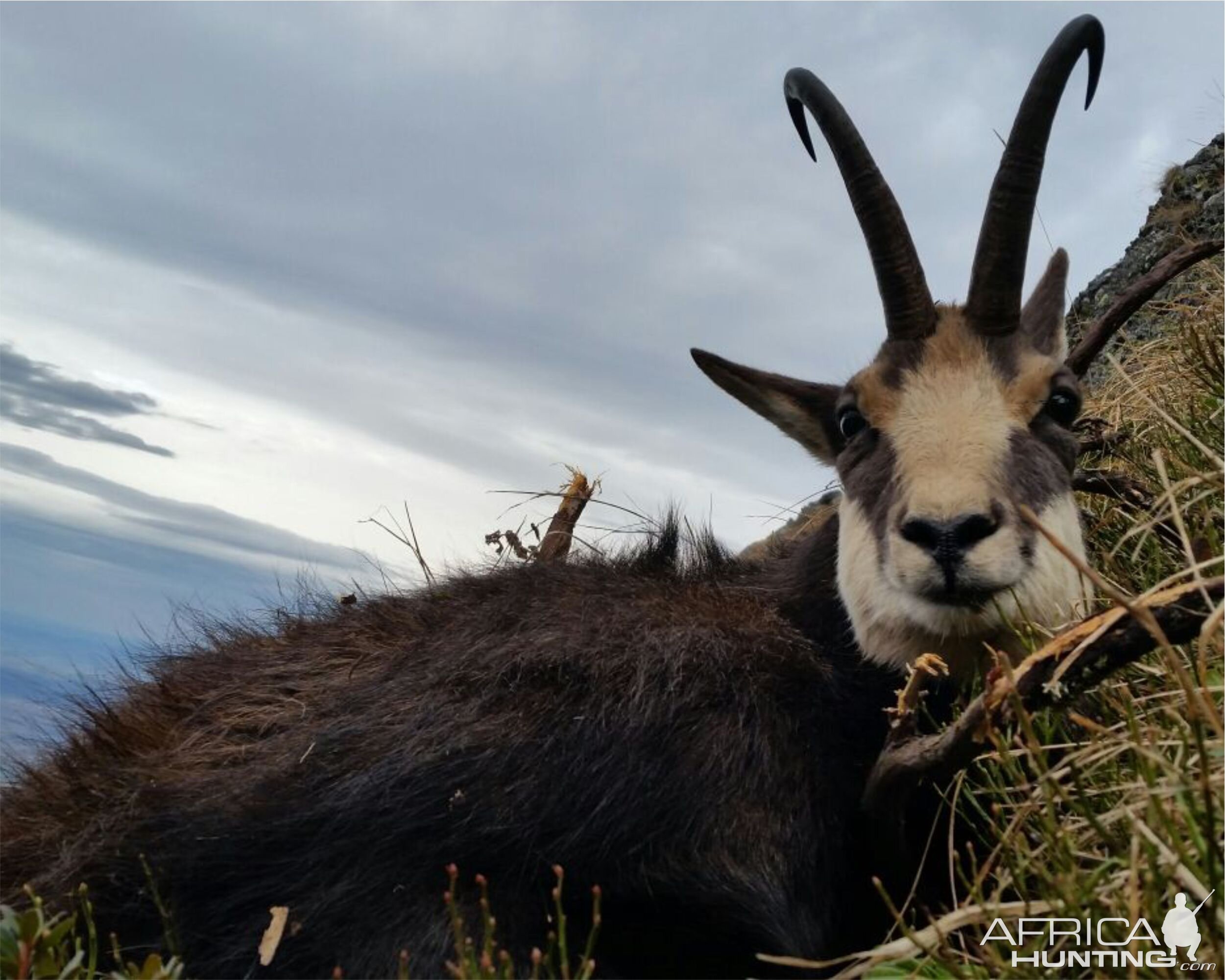 Hunting Chamois in Romania